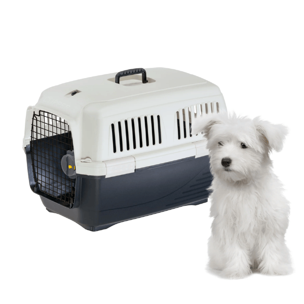 Переноски для собак. Как выбрать правильную и что нужно знать владельцам? 